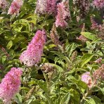 Budleja Dávidova (Buddleja Davidii) ‘LITTLE PINK BUTTERFLY CANDY’® - výška 15-25 cm, kont. C2L 